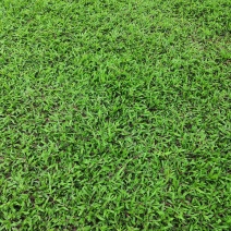 【热卖】广西南宁大叶油草皮草坪草质量保证可视频看货
