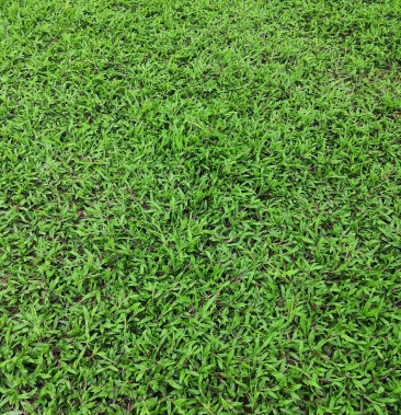 广西南宁大叶油草皮草坪