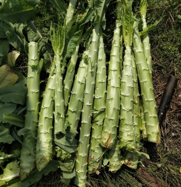 云南精品莴笋莴苣三青莴笋尖叶莴笋光杆莴笋青皮青肉大量上市