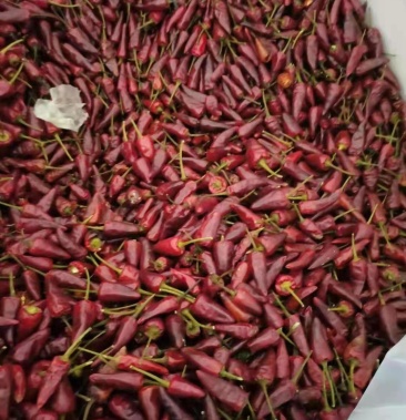 精品子弹头二荆条辣椒质量保证