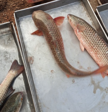 梭鱼开冰梭小船活鱼