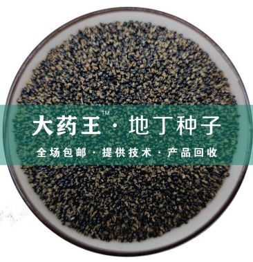 [紫花地丁种子批发]新地丁种子 籽花地丁种籽 苦地丁籽 林药间作 一年