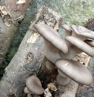 精品外表靓丽营养素高核桃菌