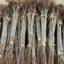 法桐树速生行道树绿化工程成活率高抗旱耐寒