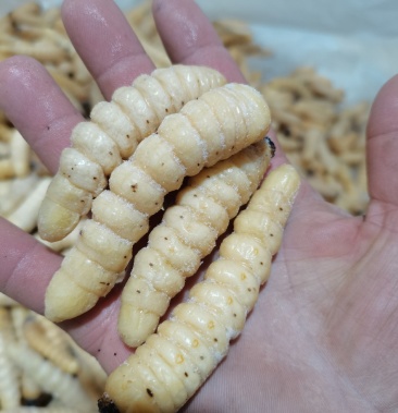 [木虫批发]咔虫 柴虫 木虫 哈虫价格95.00元/斤 - 一亩田