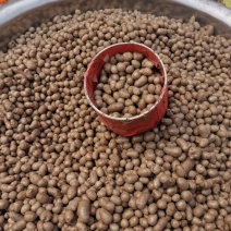 山东新泰白玉山药豆现货批发量大价优欢迎咨询合作