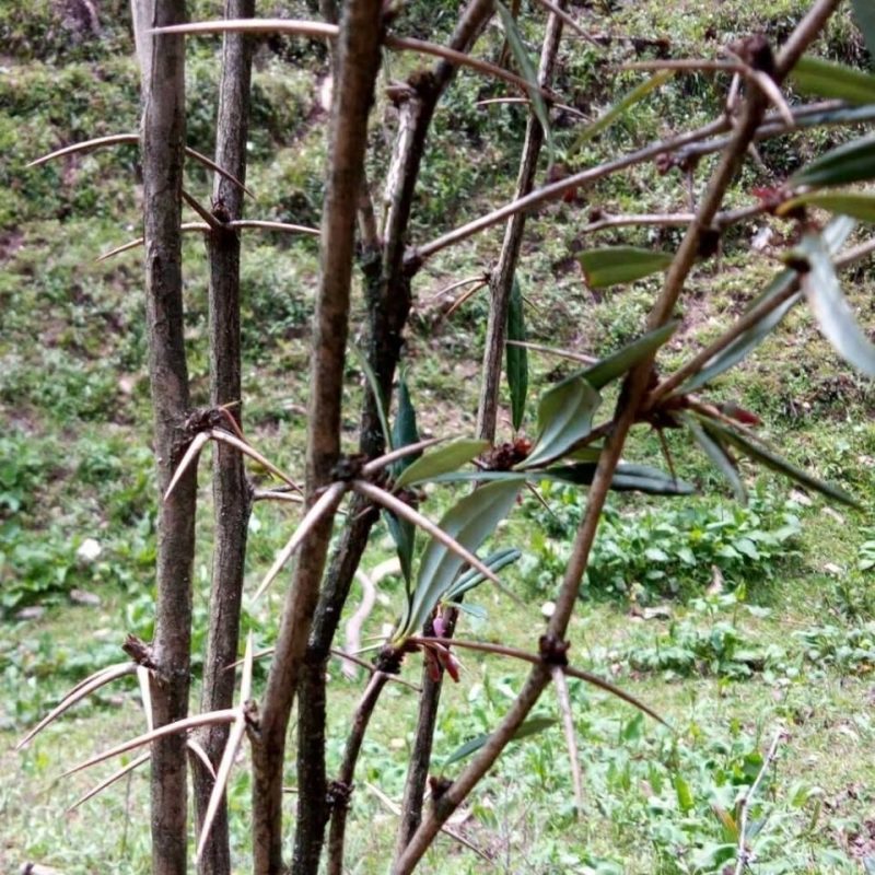 刺黄连 野生新鲜中药材三颗针 三棵针