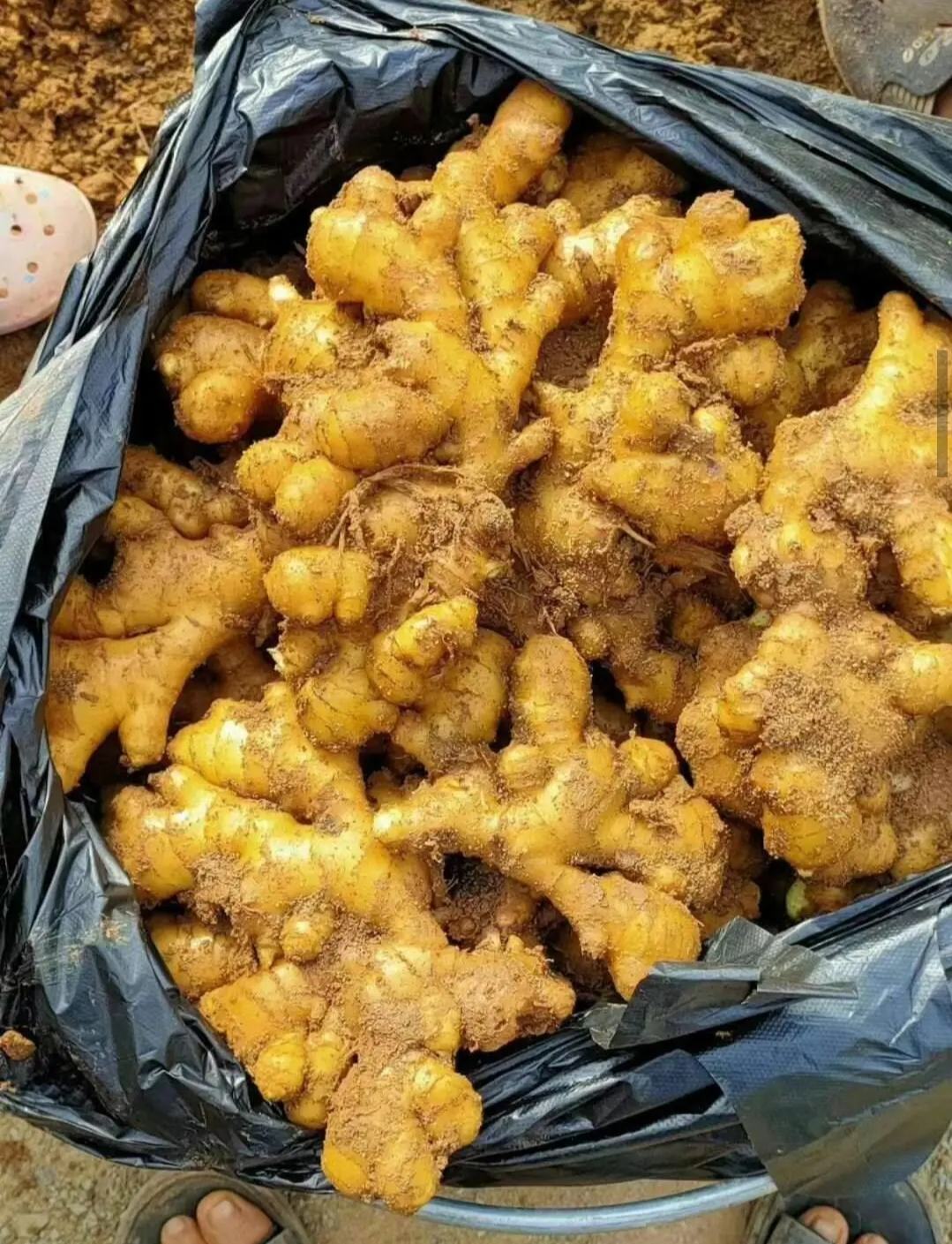 [小黄姜批发]【推荐】窖藏小黄姜5两以上带土质量保证全国发货价格1.