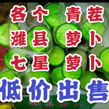 潍县萝卜，2毛钱冰淇淋萝卜，水果萝卜，青茬萝卜，山东萝卜