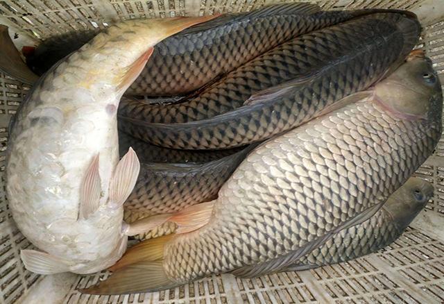 [草鱼批发]草鱼水库鱼4到6斤每斤6.5元3000斤起批价格5.