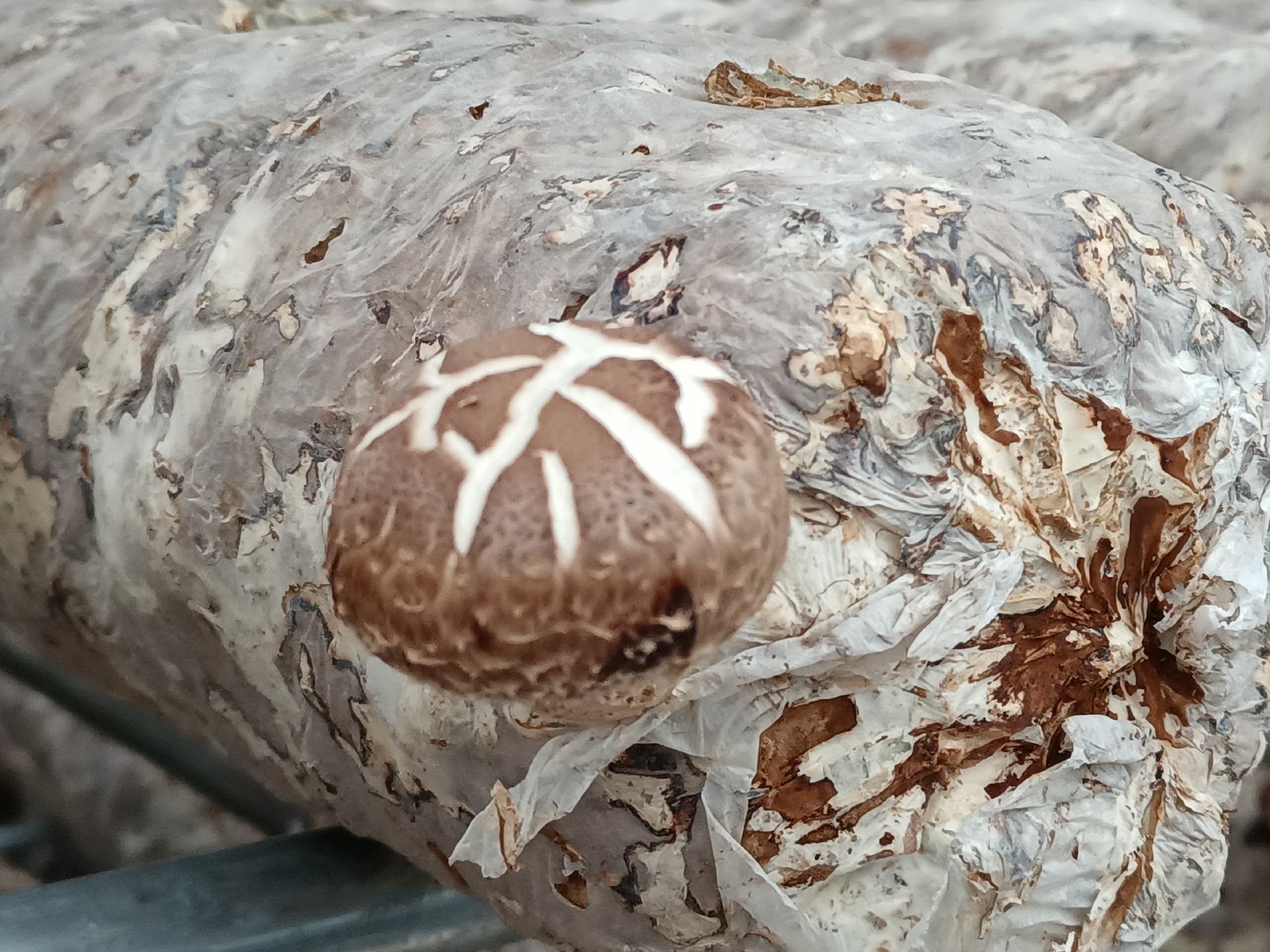 干香菇水提液活性成分检测图:HPLC定量证实关键功效成分——香菇嘌呤(红色标注峰)与麦角甾醇过氧化物(蓝色标注峰)稳定存在;汤色呈浅琥珀色且具丁达尔效应,表明纳米级活性胶体分散均匀 实验室场景:HPLC色谱图显示干香菇水提液中香菇嘌呤(保留时间8.2min)与麦角甾醇过氧化物(保留时间15.7min)双峰清晰,旁置对比试管:左侧为清水对照组(无色透明),右侧为干香菇煮水(浅琥珀色,轻微丁达尔效应)