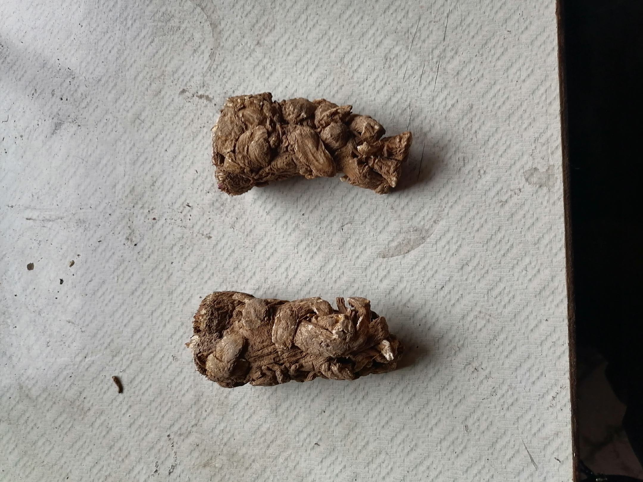 熟地黄与当归搭配使用的中药食材