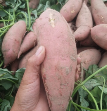 河南红薯龙薯 沙地龙九软糯香甜【商超专供】支持各种规格.