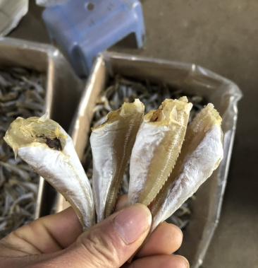 北海本港红娘鱼 六角头鱼干 肉角鱼干