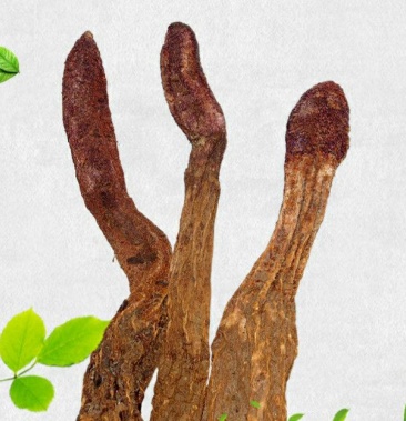 内蒙古野生金锁阳 沙漠人参 野性猛烈 男人泡酒滋补珍品