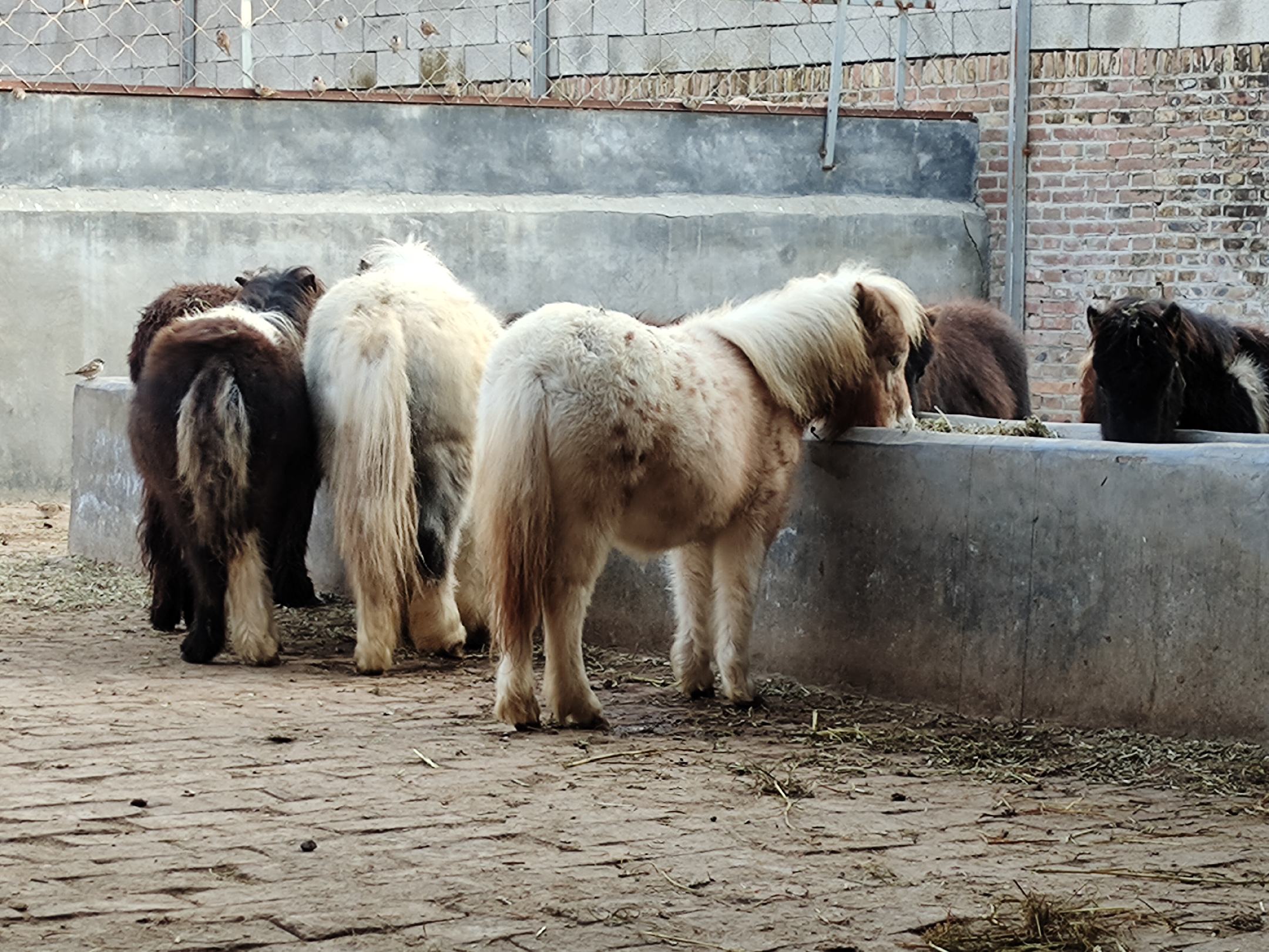 矮马在圈舍内采食干草