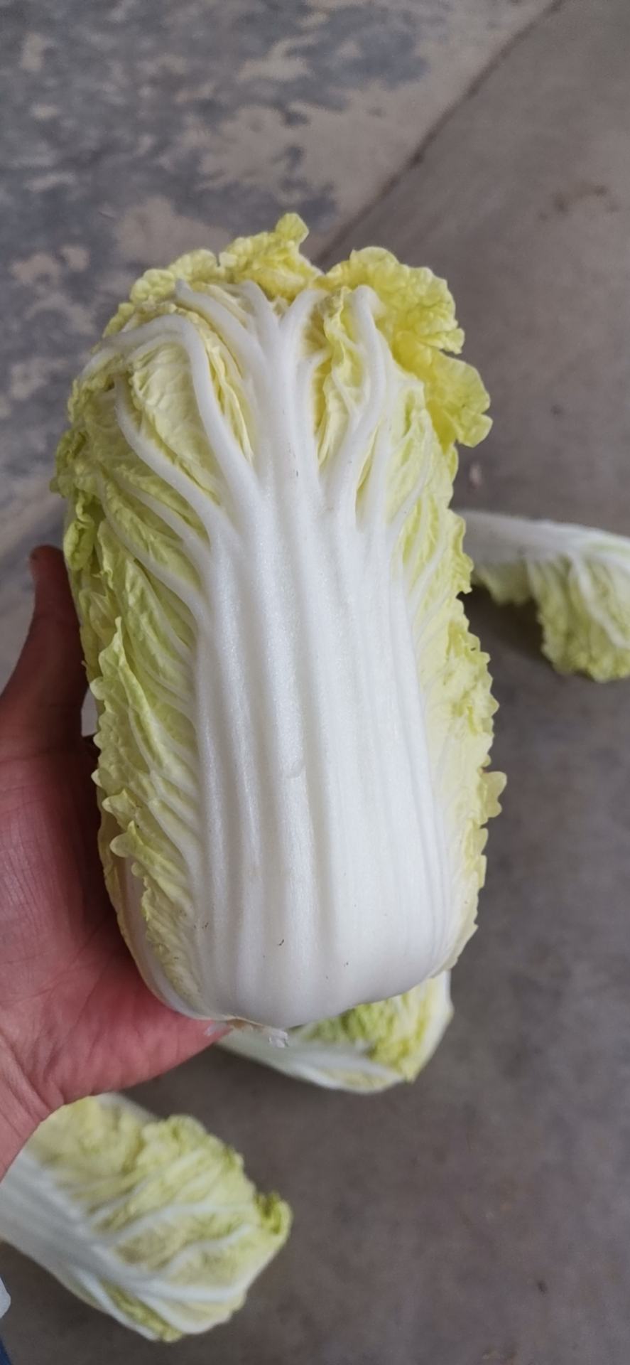 产地直销娃娃菜库存菜精品菜