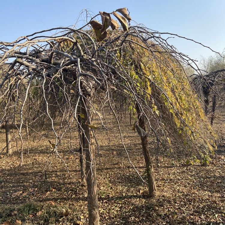 滨州博兴大叶垂榆一级树