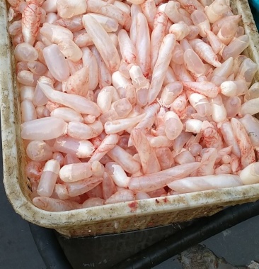 鱼泡鱼鳔每天新鲜鱼泡鱼鳔