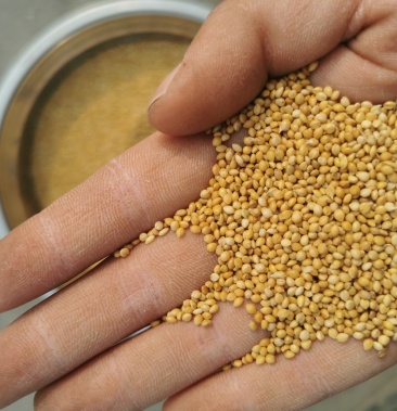 黄金谷黄谷子喂鸟大颗粒