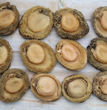 3头南非鲍鱼干个头大个个厚肉干度好