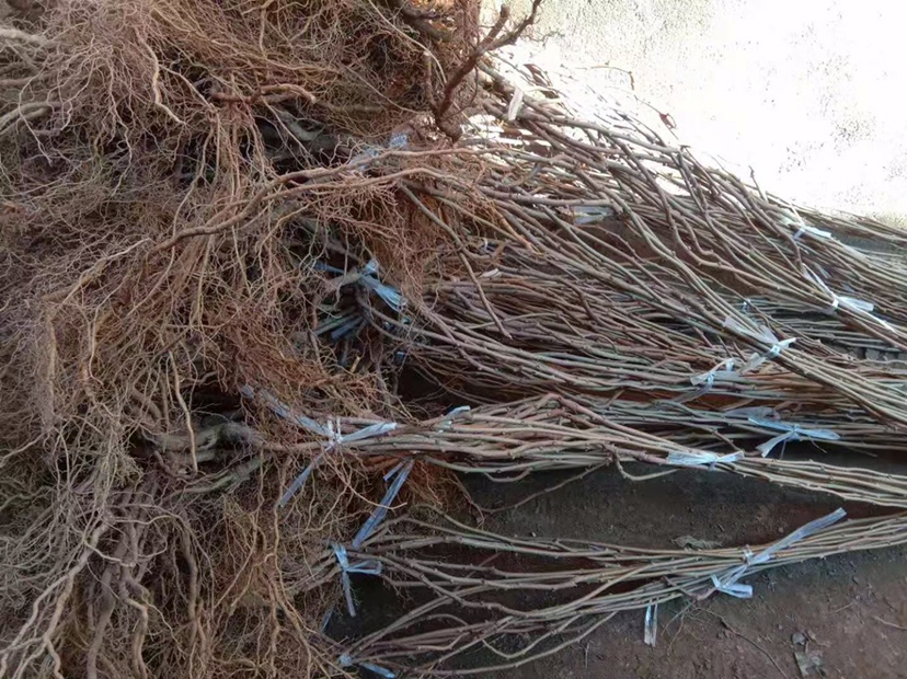 软枣猕猴桃春季修剪示意图