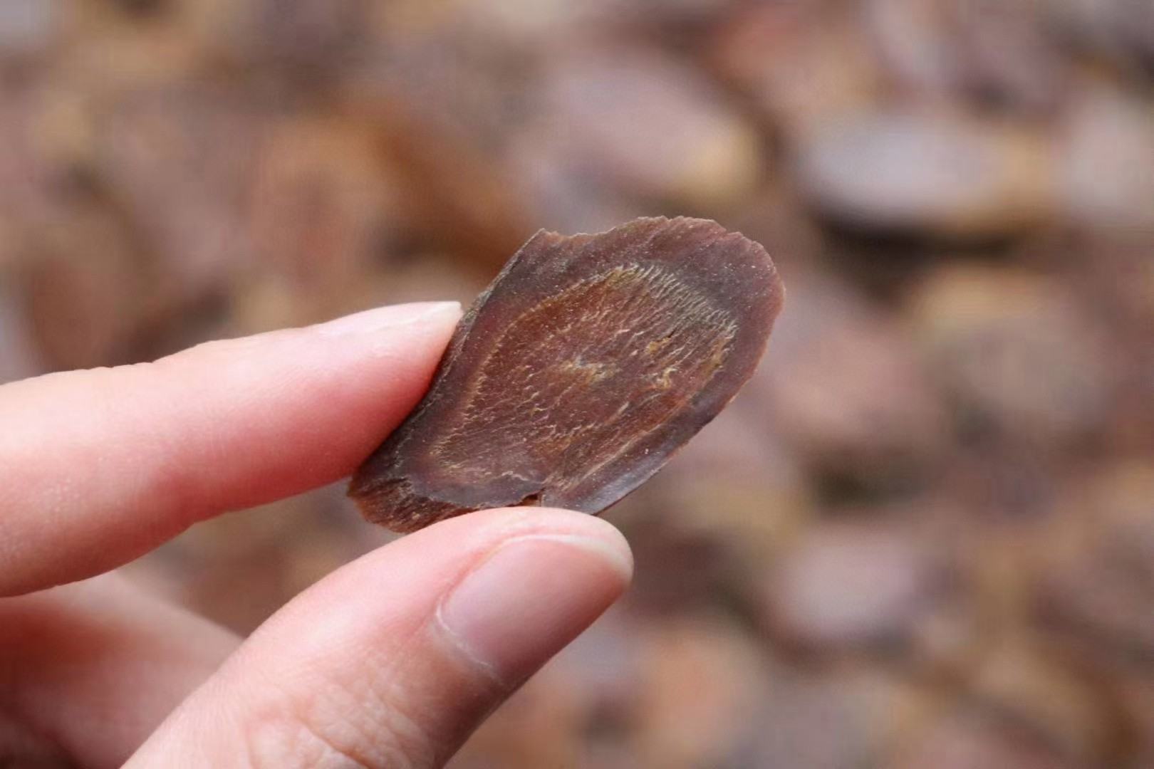 红参切片显微结构示意图