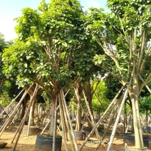 萍婆，白兰大量供应绿化苗木
