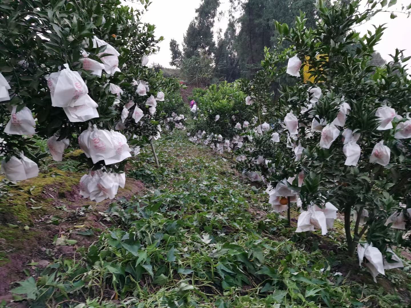 四川眉山某现代农业园区内的青见柑橘种植基地,春季开花结果期,树势健壮,枝叶繁茂,果实挂满枝头,采用水肥一体化滴灌系统进行精细化管理 青见柑橘果园实景