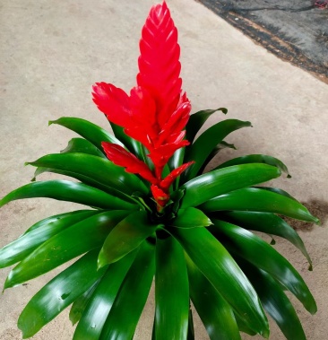 卡丽盆栽多头卡丽凤梨花花红叶绿耐摆一件36棵装