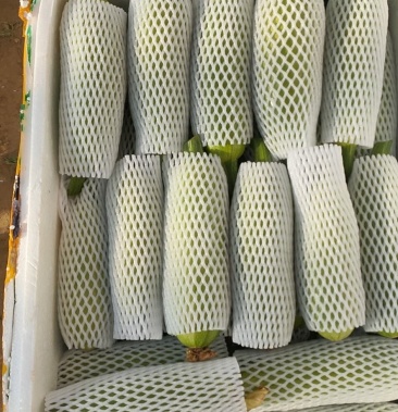 西葫芦油葫芦油量翠绿直