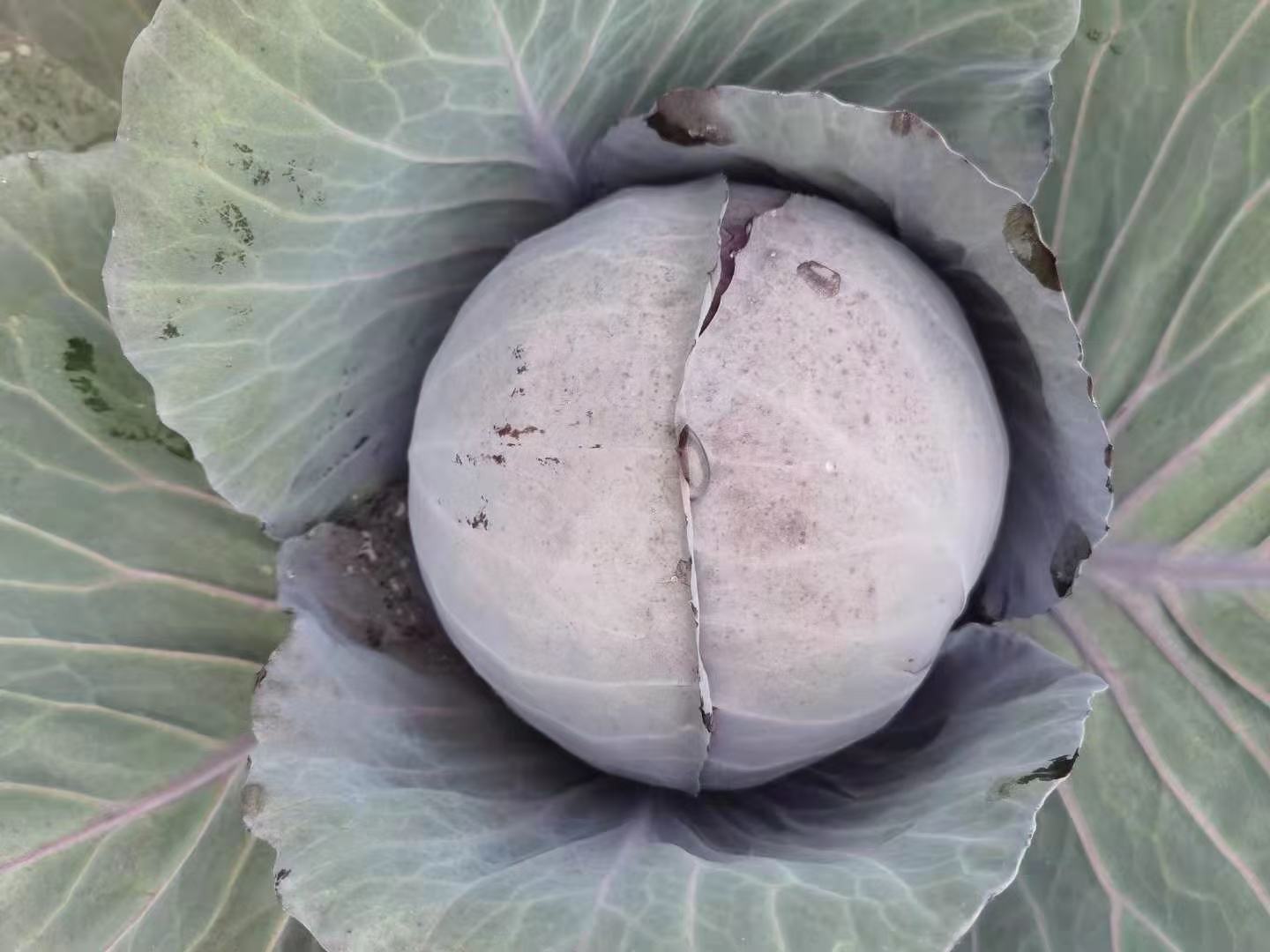 一颗被横向切开的紫甘蓝,露出内部层层叠叠的紫色叶片,颜色由外向内逐渐变淡,切面湿润有光泽,清晰显示花青素富集区域 紫甘蓝切面展示花青素分布