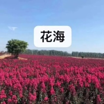红火球紫薇苗红火箭耐寒成活率高耐旱《速生生长速度快》