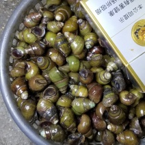 食用螺蛳周边配送长期稳定质量保证。