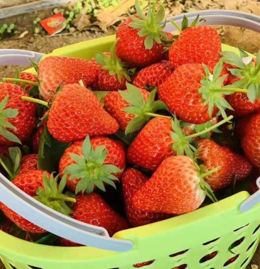 北京昌平兴寿山东小哥红颜草莓