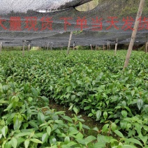 广西大红八角(直生裸根苗、嫁接苗)供应5万株