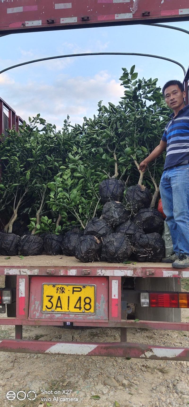 [葡萄柚苗批发]福建漳州平和县柚子苗 5.