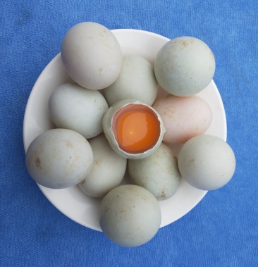 鸭蛋 新鲜土鸭蛋 麻鸭蛋 农村散养鸭
