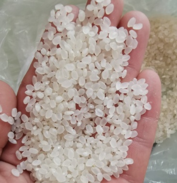 黑龙江省建三江超级稻小粒香