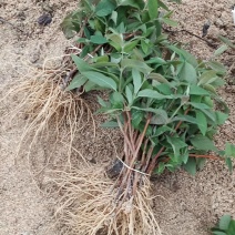金银花苗（湘蕾金银花嫁接苗）
