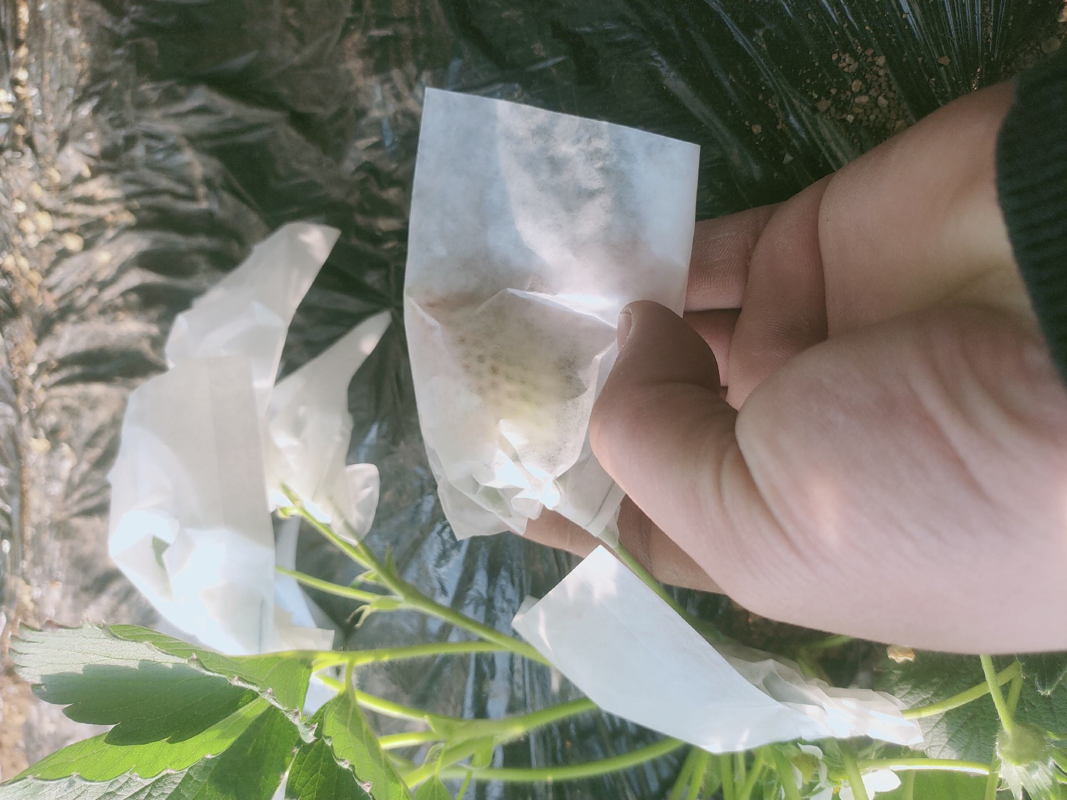奶油草莓人工授粉操作