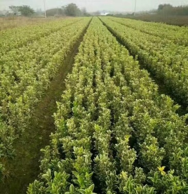 金边黄杨色块苗木绿篱优选自家苗圃农户家供应市场