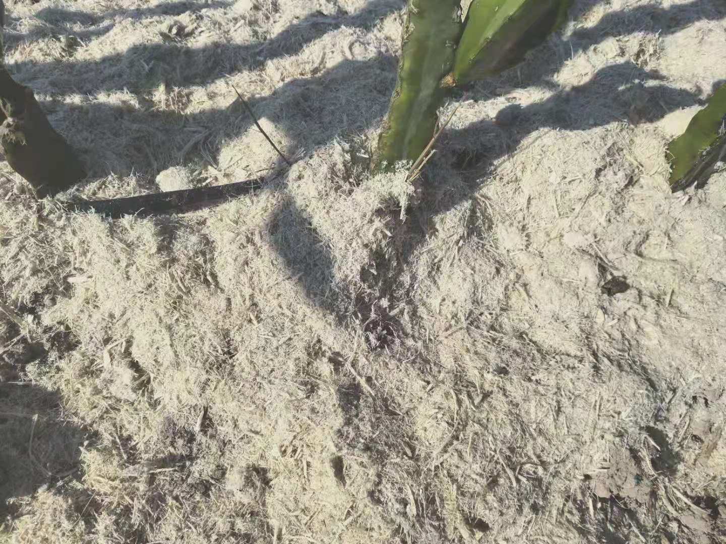 甘蔗渣纸的应用场景