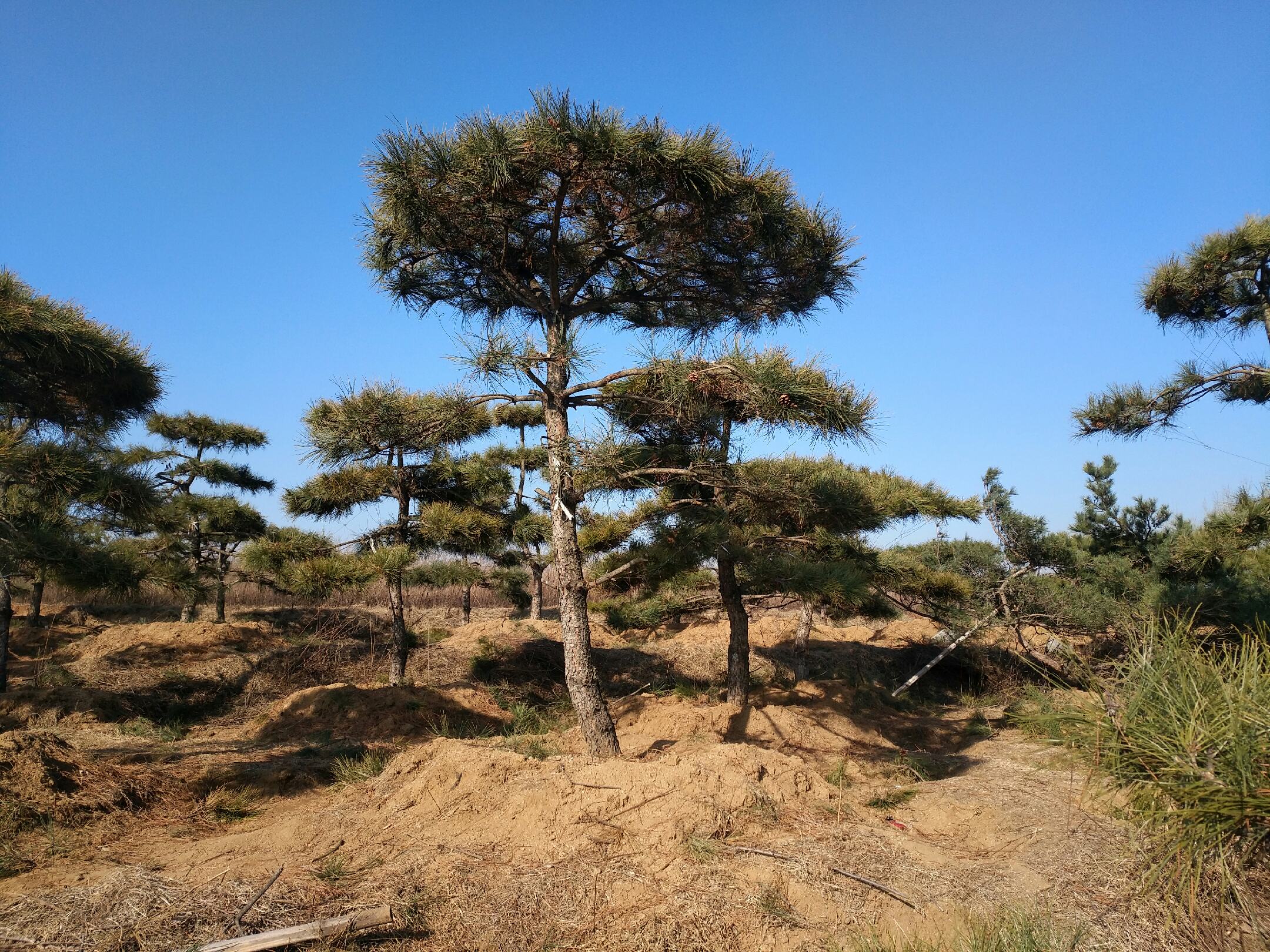 油松全景图