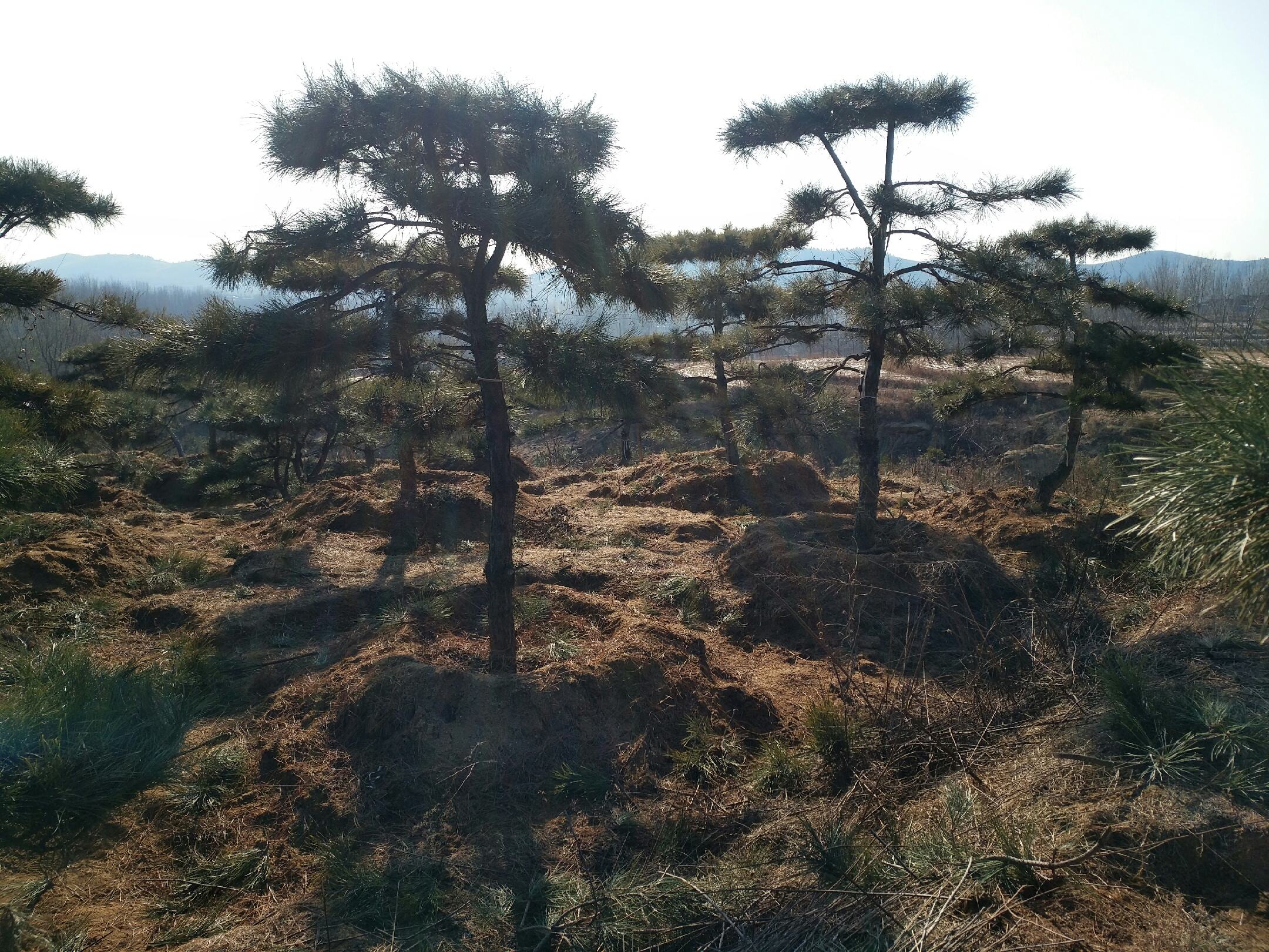 一幅展示中国北方油松自然分布带与海拔梯度关系的地图,地图中标注了典型省份如山西、河北、陕西的主要油松分布区,并用颜色区分不同海拔区间:绿色为800-1200米,黄色为1200-1600米,橙色为1600-2000米,红色表示不适宜区。图例包含温度、降水量等辅助信息 油松林分布示意图