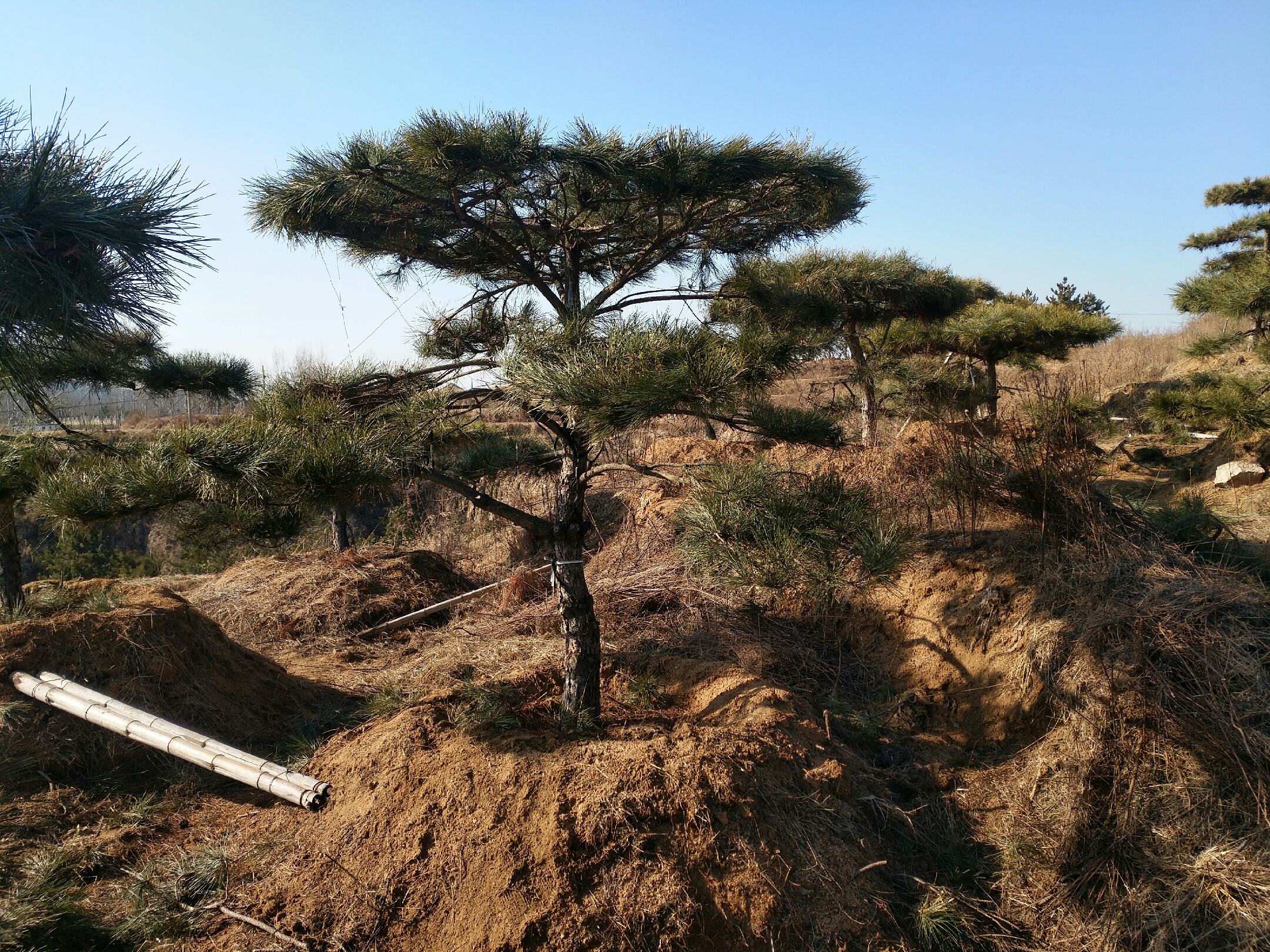 广角镜头拍摄的油松天然林:中远景呈现连绵起伏的山地油松纯林,树木挺拔,树冠呈塔形或伞形,针叶浓绿发亮,阳光下叶片表面泛轻微蜡质光泽;地面覆盖枯枝落叶层,可见部分裸露红褐色砂质土壤;背景为浅灰蓝色山峦,体现北方温带干旱半干旱区典型生境 油松成年林景观全景