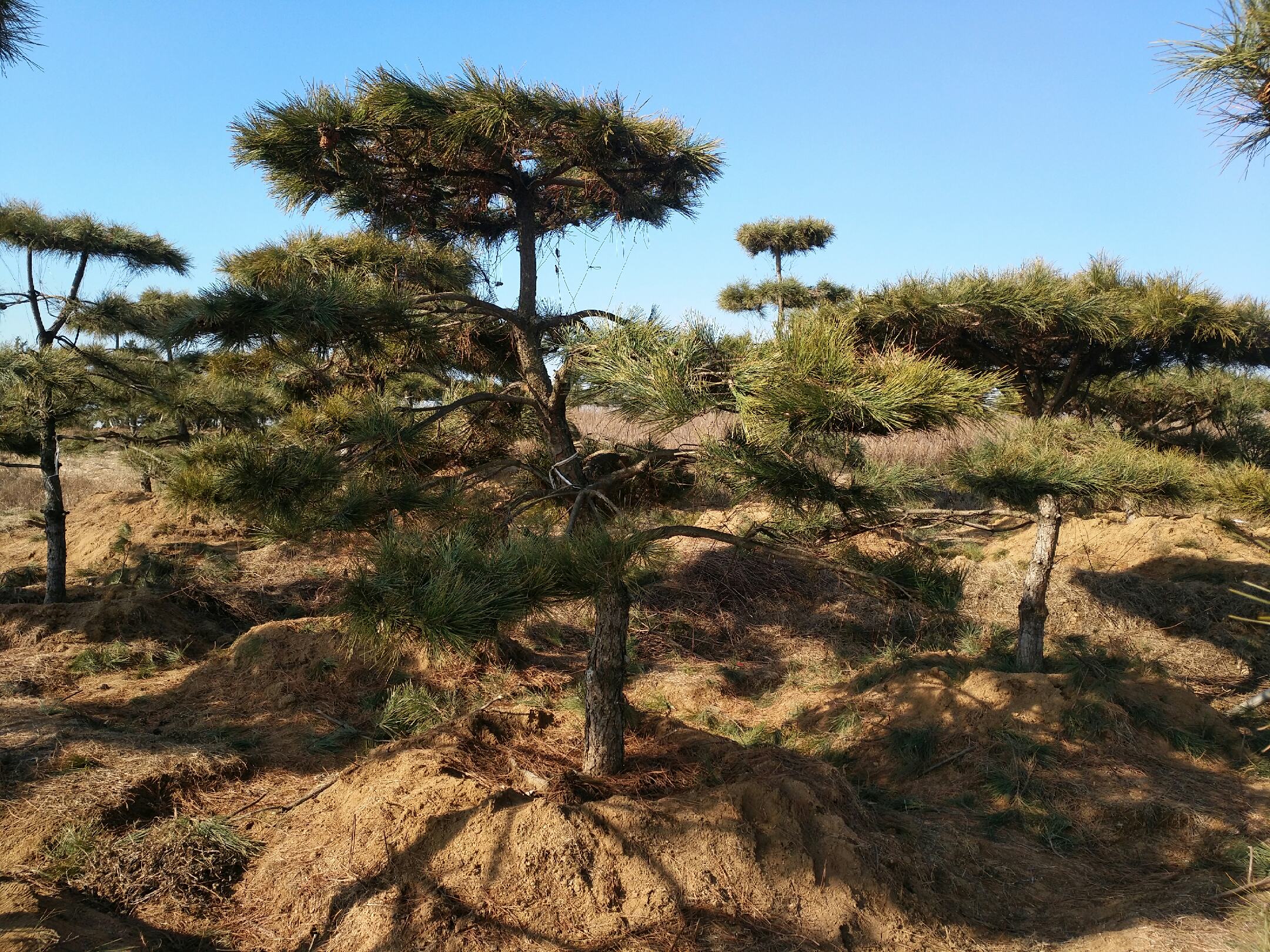 景观油松孤植于山坡之上，背景为秋日晴朗天空，树木姿态挺拔，树冠呈伞状展开，阳光透过针叶形成斑驳光影