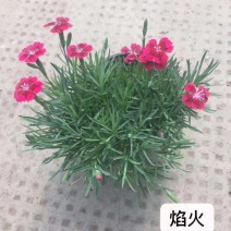 山东青州欧石竹种植基地大量出售欧石竹颜色多规格全质量好