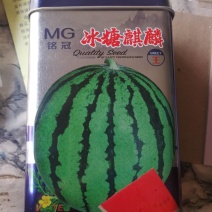 冰糖麒麟西瓜早熟坐果至成熟26天左右果实花皮圆球形大瓜。