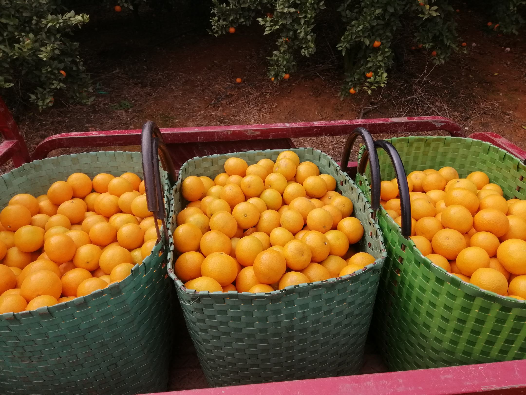 农民采摘皇帝柑场景